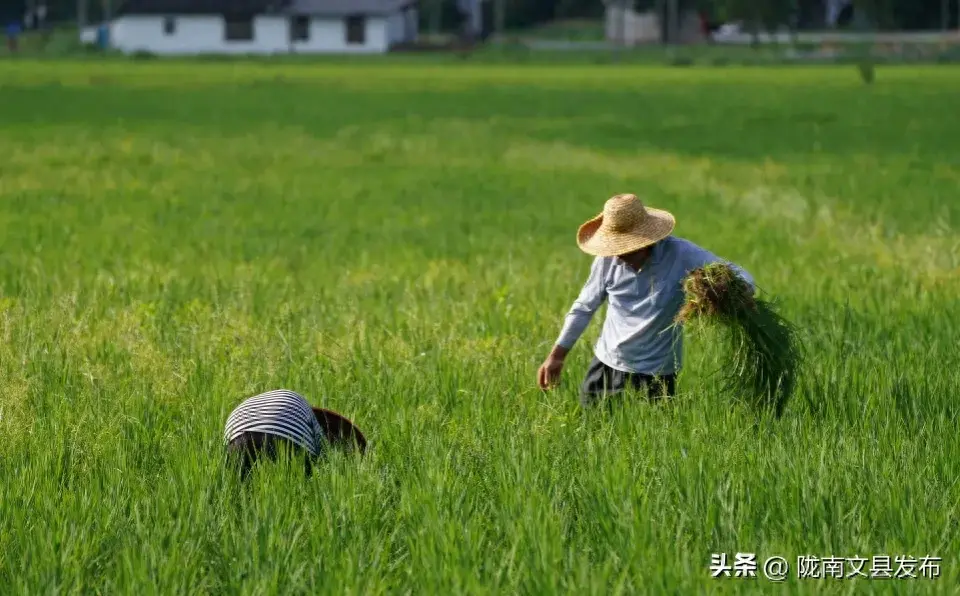 注意！大暑，湿热交蒸到达了顶点，做好这两件事，才能安心度夏！