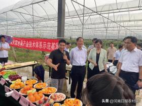 烈日暴雨无阻前行-河南省财政厅与农业农村厅领导深入大宗水果产业试验基地调研指导